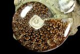 Tall, Composite Ammonite Cluster #117487-4